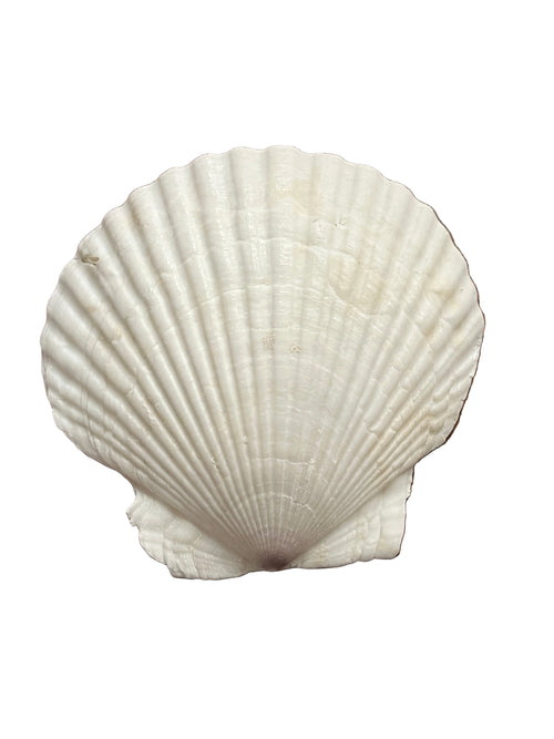 Baptism Shell 4 1/2" - Unique Catholic Gifts